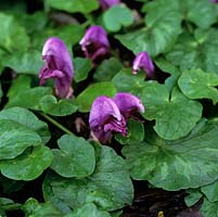 Lathraea clandestina, purple toothwort, a parasitic, rhizomatous perennial with pinkish purple, kidney shaped flowers in winter. 