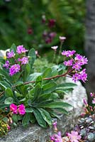 Lewisia Cotyledon Hybrids, evergreen perennials, alpine plants with rosettes of succulent, fleshy leaves and, from late spring, long sprays of funnel-shaped, pink to magenta, flowers. Thrives in stony soil, in rockeries or alpine troughs, as pictured here.