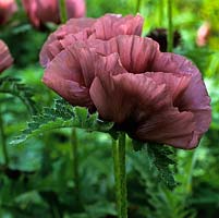 Papaver orientale 'Pattys Plum', a light maroon oriental poppy, a perennial flowering in summer.