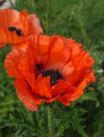 Papaver 'Olympic Flame' - Super Poppy Series, a bright orange poppy, a herbaceous perennial flowering in summer.