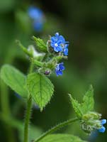 Pentaglottis sempervirens - Alkanet bears tiny blue flowers in summer.