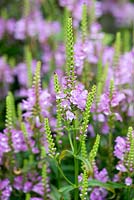 Physostegia virginiana 'Vivid', Obedient Plant, flowers in August