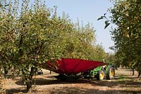 Mechanised method of harvesting ripe plums ready for drying.  Fruit is shaken from tree then softly collected by canvas aprons to avoid bruising.