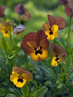 Viola 'Irish Molly', a perennial viola, an old variety with unusual khaki and yellow colouring, round a dark centre.