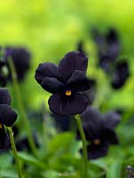 Viola Mollie Sanderson, a perennial viola that's virtually jet black, apart from a small, golden eye. An introduction from Northern Ireland.
