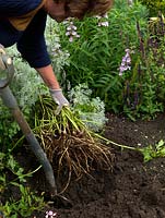 Root cuttings can be taken during mid to late autumn and winter, by digging up the plant when most dormant. Plants with thick roots such as acanthus can be propagated this way.