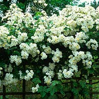 Rosa Bobbie James, vigorous creamy rambling rose growing along wooden trellis.