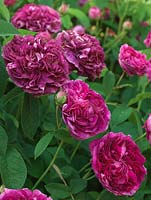 Rosa 'Charles de Mills', an old Gallica rose with double, fragrant, dark pink-purple, mulberry-coloured blooms.