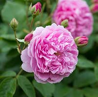 Rosa 'Harlow Carr', a small hardy double flowered rose with a strong scent.