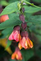 Abutilon 'Orange Hot Lava', a climber that by late summer is covered with dangling orange bells veined red. Thrives on a warm, sunny wall. Flowers in August