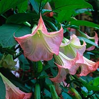 Brugmansia x candida 'Grand Marnier', Angels Trumpet, tender, tree like shrub bearing long, apricot and white, night-scented flowers in summer.