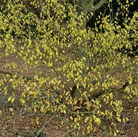 Corylopsis sinensis var. calvescens f. veitchiana, a vigorous, spreading, deciduous shrub flowering from early spring.