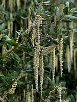 Garrya eliptica, Silk Tassel Bush, evergreen shrub 