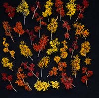 A selection of different, fragrant witch hazel cultivars grown at the National Collection of Hamamelis at Witch Hazel Nursery, Kent.