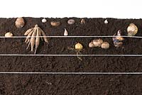 Planting summer bulbs - various planting depth depending on the plant