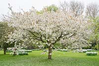 Prunus 'Tai-haku'. Mature tree in garden with Narcissus 'Actaea'