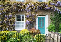 Wisteria sinensis trained on front of house