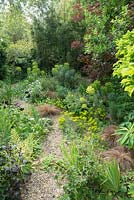 Secluded town garden in Cambridge. Gravel garden with hardy geraniums, euphorbias, carex, bamboos and cotinus