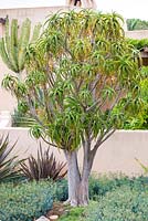 Aloe bainesii, Tree Aloe. Suzy Schaefer's garden, Rancho Santa Fe, California, USA
