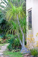 Beaucarnea recurvata, Elephant foot, Ponytail plant. Suzy Schaefer's garden, Rancho Santa Fe, California, USA