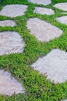 Sedum anglicum growing around paving stones. Suzy Schaefer's garden, Rancho Santa Fe, California, USA