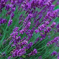 Lavandula angustifolia 'Hidcote', English lavender, a bushy shrub bearing purple flower spikes in June