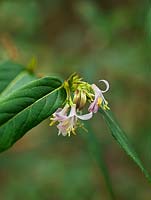 Lonicera standishii 'Budapest', a deciduous shrub, related to honeysuckle, with tiny, pink, fragrant flowers in winter.