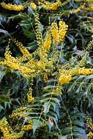 Mahonia 'Buckland', an evergreen shrub with sharply serrated leaves and sprays of golden, fragrant little flowers in winter.