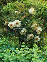 Paeonia 'Age of Gold', a fragrant tree peony with large, double, golden flowers in late spring that fade to pale yellow with age.