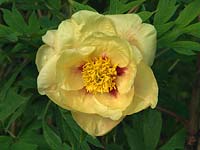 Paeonia 'Golden Bowl', a tree peony with lemon yellow  flowers with red flares in spring.