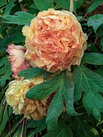 Paeonia x lemoinei 'Chromatella', a tree peony flowering in spring with large, double, lemon coloured flowers with pink edging on the ruffled petals. Scented.