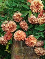 Paeonia x lemoinei 'Souvenir de Maxime Cornu', a tree peony flowering in spring with large, double, apricot coloured flowers with pink edging on the ruffled petals.