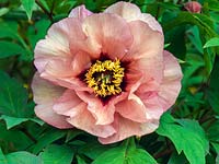 Paeonia 'Marchioness', a tree peony flowering in spring with soft yellow petals suffused with pink, dark red inners around a boss of golden stamens.