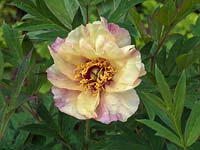 Paeonia 'Golden Thunder', a tree peony flowering in spring with single, soft yellow flowers randomly suffused with pink.