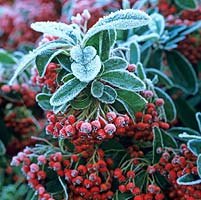 Pyracantha 'Mohave', spiny evergreen shrub with glossy leaves, small white flowers in early summer,  long-lasting red berries in autumn and into winter. Frost.