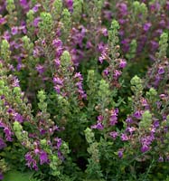 Teucrium marum, cat thyme, a relative of germander with an aromatic, thyme-like odour to its leaves that is loved by cats.