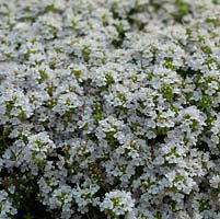 Thymus serpyllum 'Snowdrift', thyme, an aromatic, evergreen herb, very low-growing and good for ground cover. Has both culinary and medicinal uses.