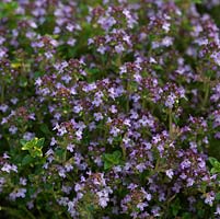 Thymus serpyllum 'Goldstream', thyme, an aromatic, evergreen herb, very low-growing and good for ground cover. Has both culinary and medicinal uses.