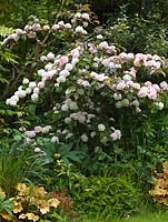 Viburnum plicatum 'Rosace', a deciduous shrub with trusses of tiny pinkish white flowers in late spring.