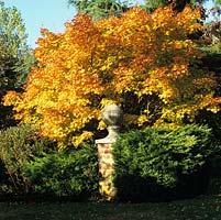 Acer palmatum 'Sango-kaku' has bright, coral red winter shoots, its leaves opening golden orange, turning gold in autumn. Stone ball on brick pillar.