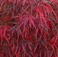 Acer palmatum 'Garnet', Japanese maple, its finely cut foliage turning red in autumn.