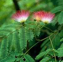 Albizia julibrissin f. rosea, silk tree, a small tree with fern-like leaves and pink flowerheads in summer.