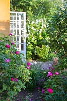 Conservatory doors leading to rose garden, Rosa 'Madame Hardy', Rosa gallica 'Officinalis', Rose de Rescht 