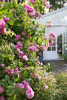 Greenhouse leading out to patio in rose garden, Rosa 'Ispahan', Rosa 'Madame Hardy' 