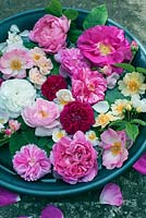 Mixture of roses in water bath, Rosa gallica 'Officinalis', Rose de Rescht, Rosa Helenae, rosa 'Bobby James', Rosa 'Ispahan', Rosa 'Mundi'