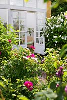 Conservatory leading out to a patio, Rosa 'Madame Hardy', Rosa gallica 'Officinalis' - The Apothecary's rose