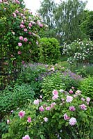Rosa 'Constance Spry' on metal fram support in rose garden, geraniums, 'Rosa Celeste' in background
