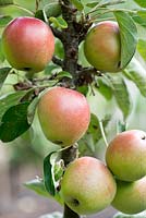 Malus 'Ballerina', a compact tree ideal for small gardens, ripening in September