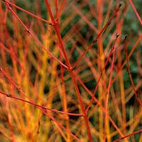 Cornus sanguinea Midwinter Fire, common dogwood, deciduous shrub bearing red stems in winter.