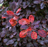 Cotinus coggygria 'Royal Purple', smoke bush, a deciduous shrub or small bushy tree with dark, purple foliage that turns red in autumn.